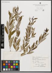 Foto von Salix triandra L.
